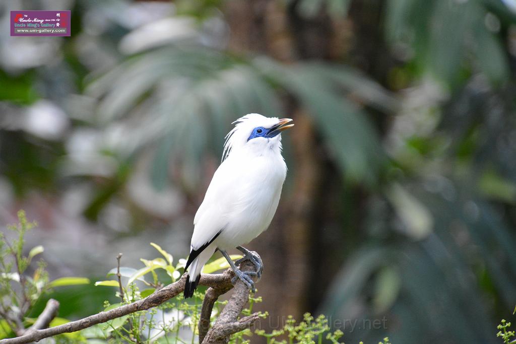 20190303bird-hk-parkDSC_2899.JPG