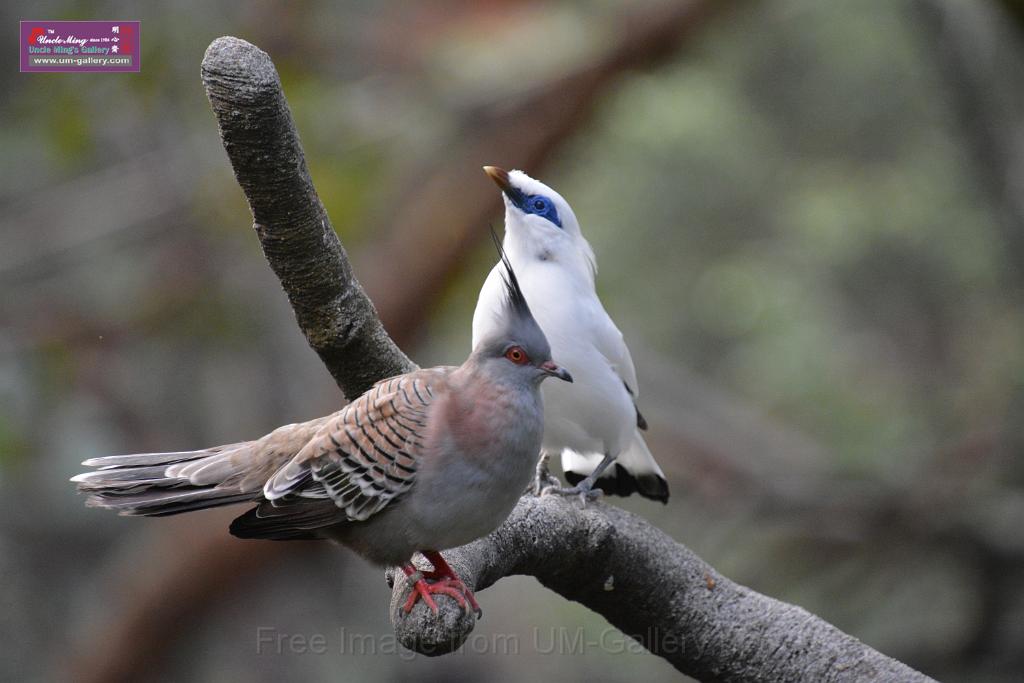 20190303bird-hk-parkDSC_2901.JPG