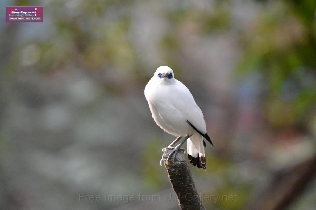 20190303bird-hk-parkDSC_2905.JPG