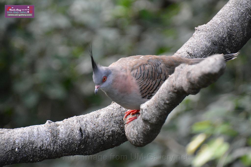 20190303bird-hk-parkDSC_2907.JPG