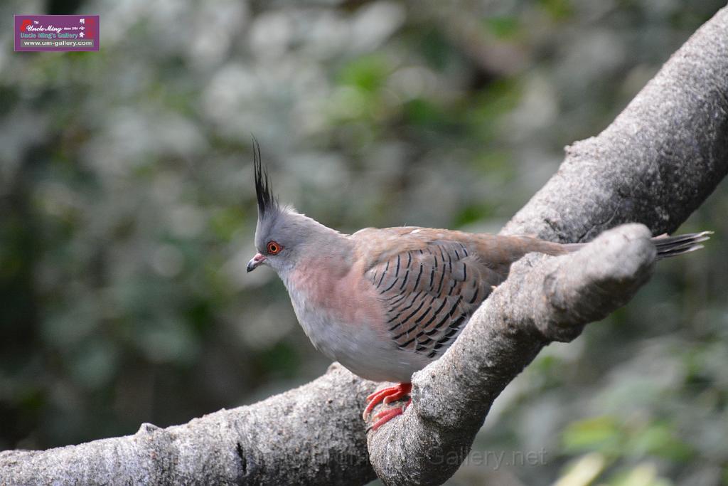 20190303bird-hk-parkDSC_2908.JPG