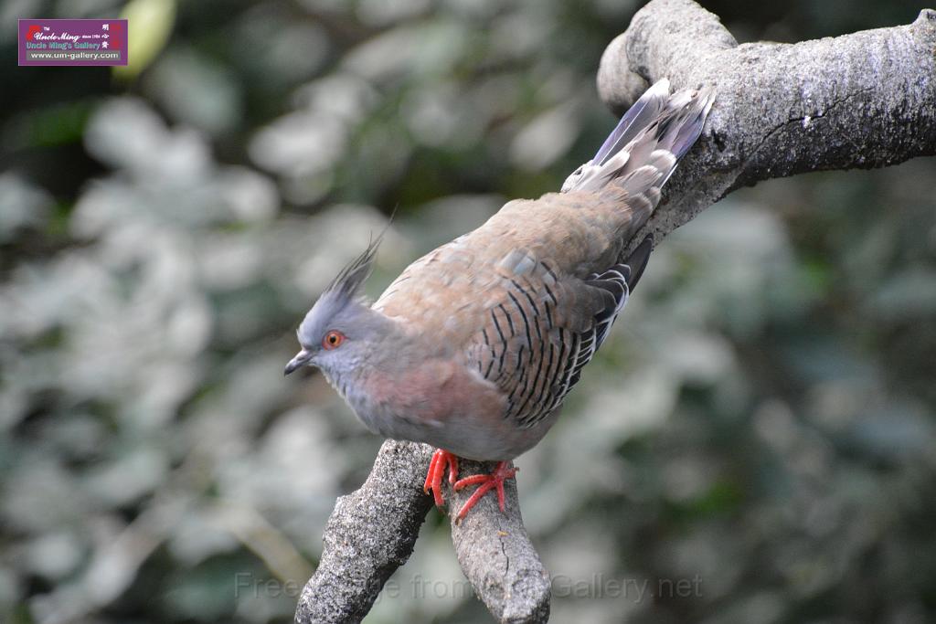 20190303bird-hk-parkDSC_2909.JPG