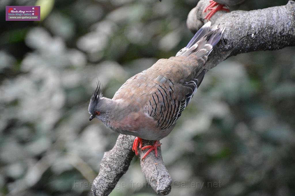 20190303bird-hk-parkDSC_2910.JPG