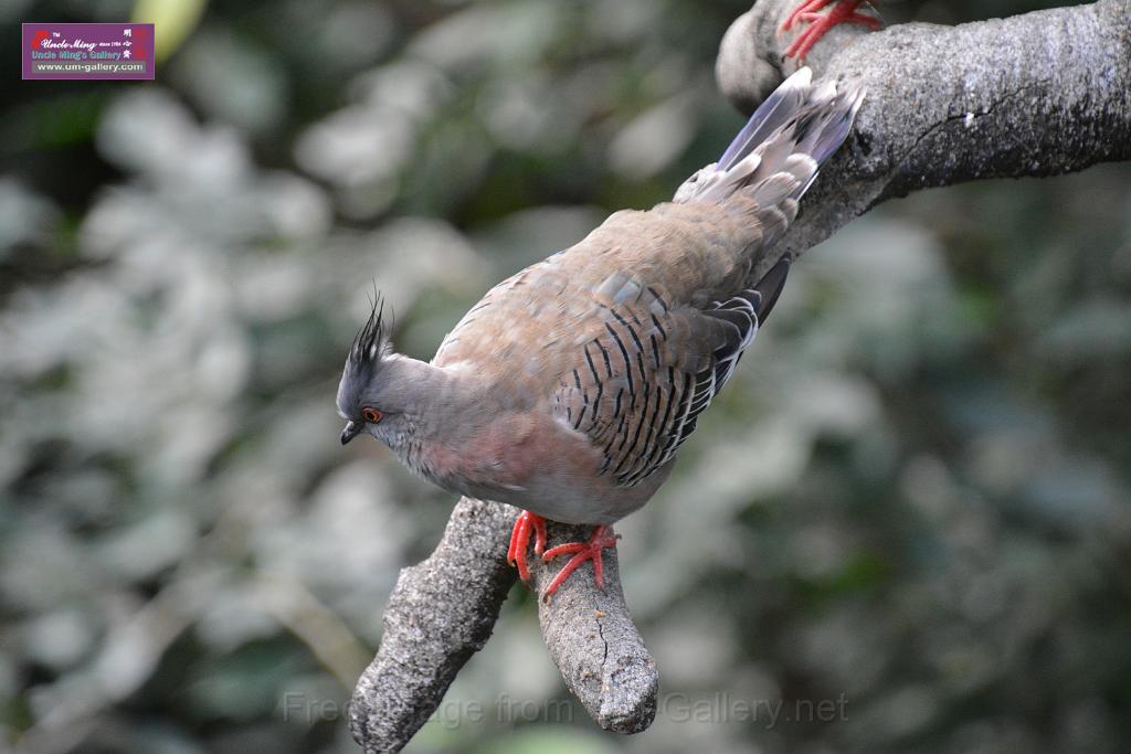 20190303bird-hk-parkDSC_2911.JPG