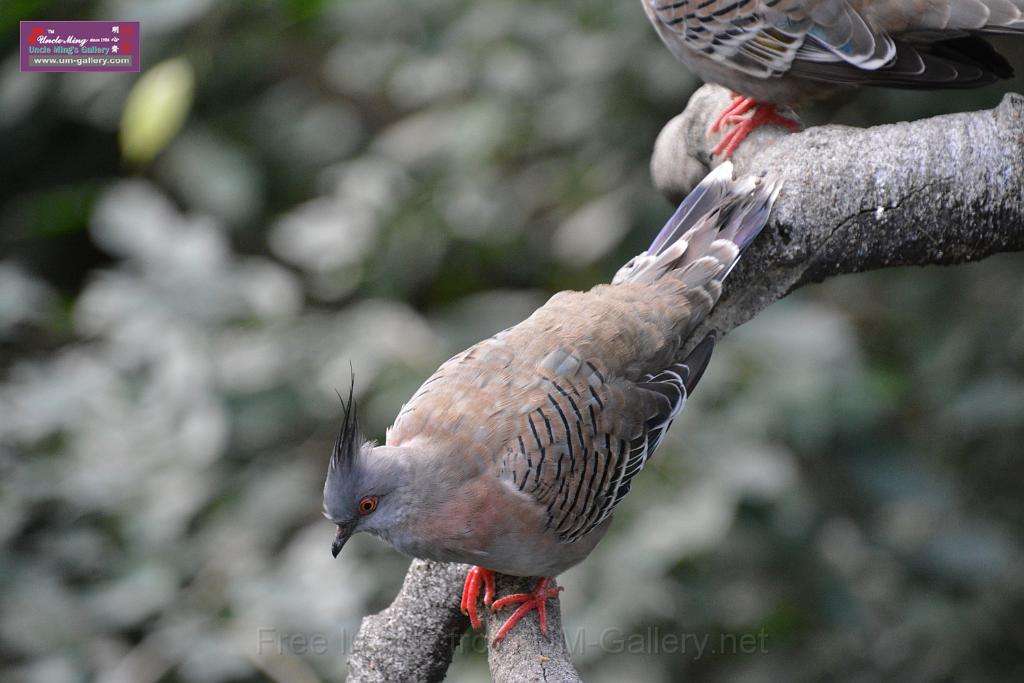 20190303bird-hk-parkDSC_2912.JPG