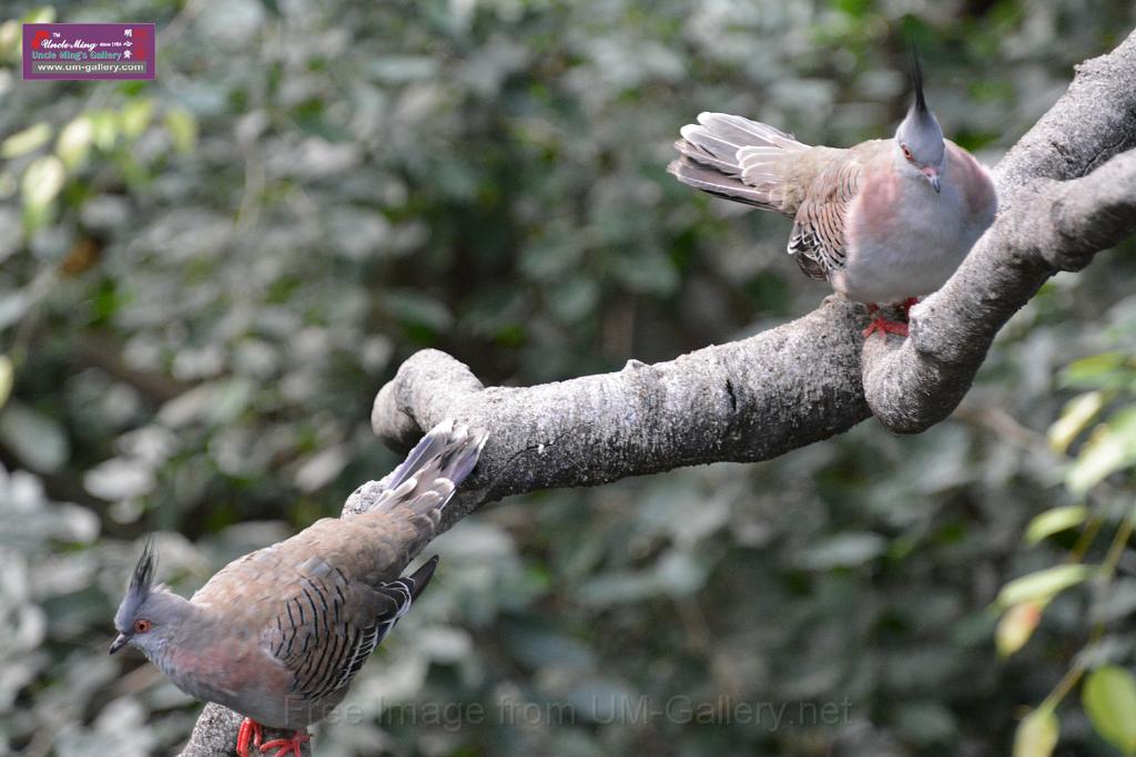 20190303bird-hk-parkDSC_2913.JPG