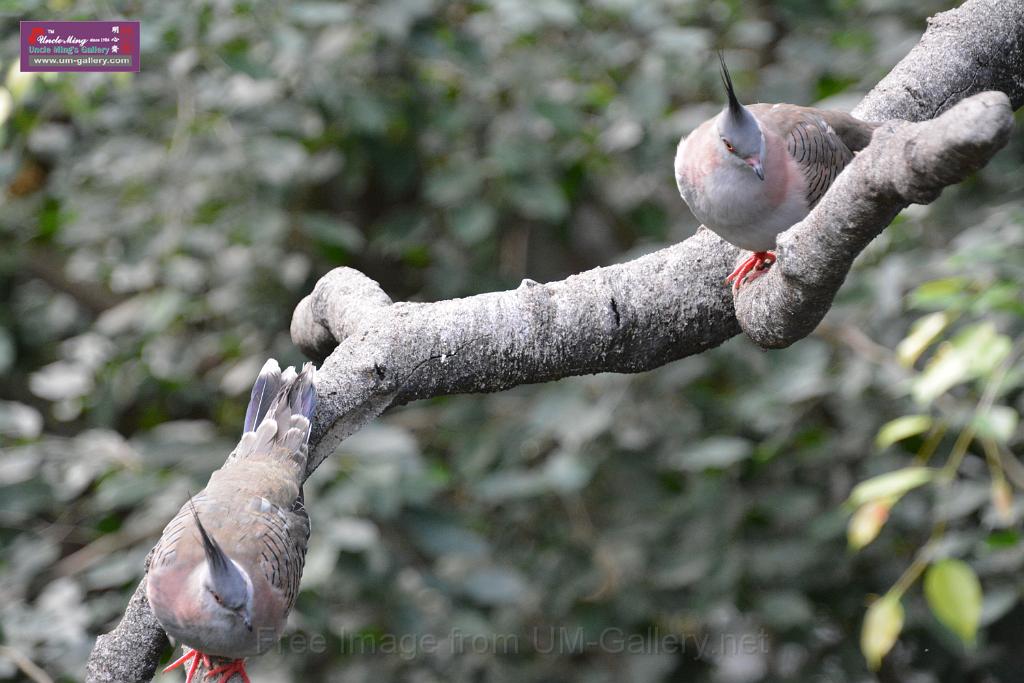 20190303bird-hk-parkDSC_2914.JPG