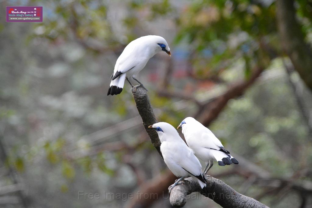 20190303bird-hk-parkDSC_2915.JPG