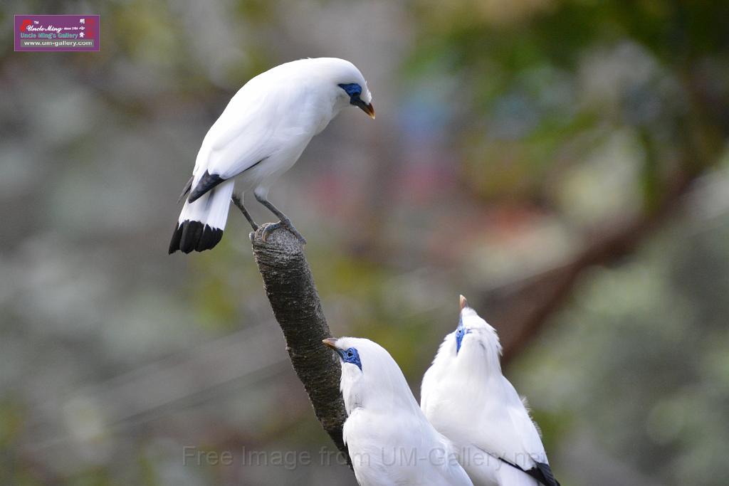 20190303bird-hk-parkDSC_2916.JPG