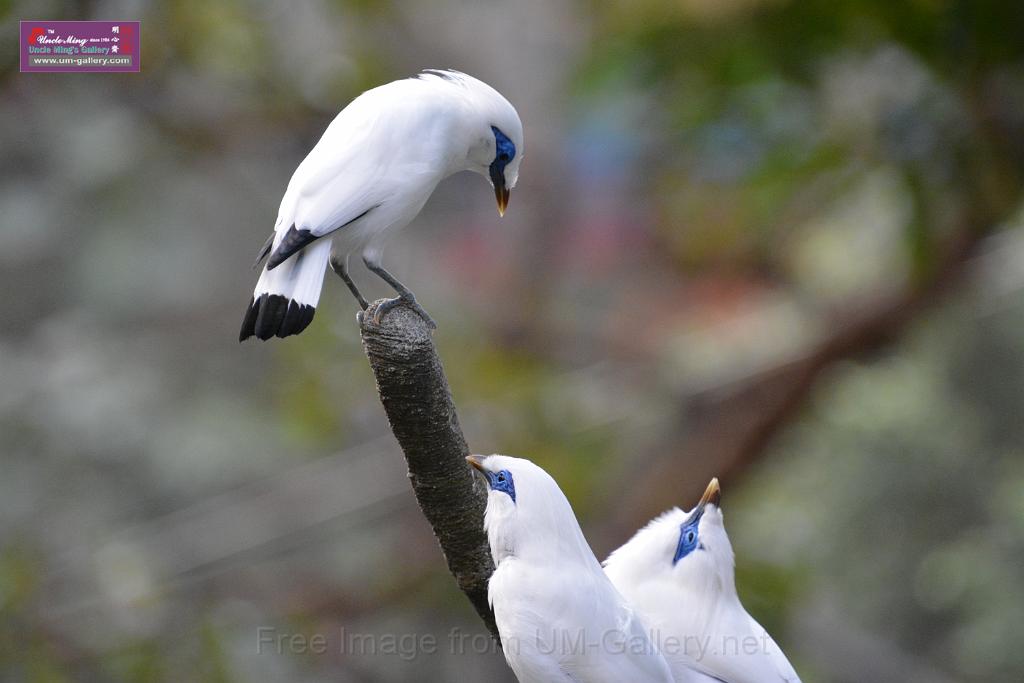 20190303bird-hk-parkDSC_2917.JPG