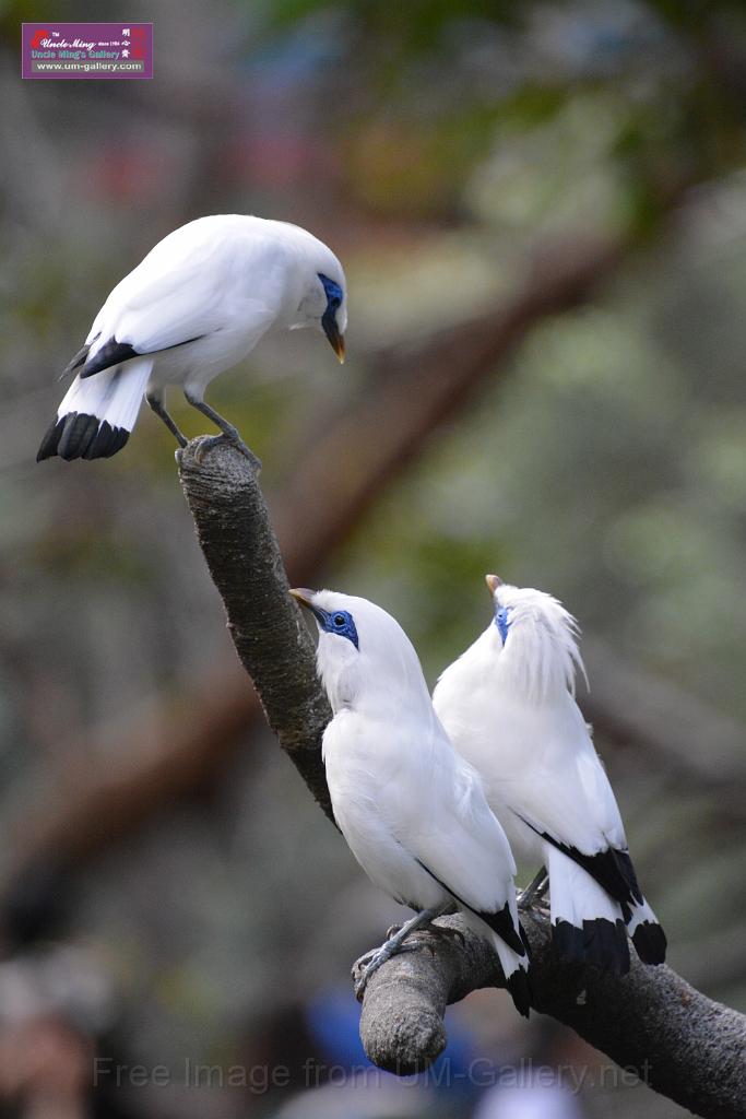 20190303bird-hk-parkDSC_2918.JPG