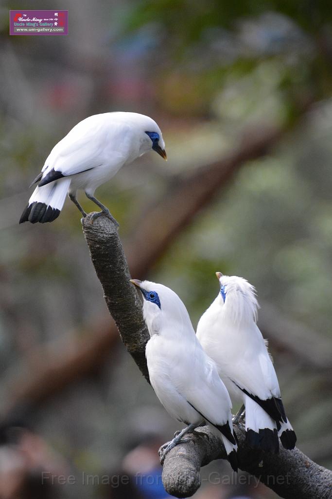 20190303bird-hk-parkDSC_2919.JPG