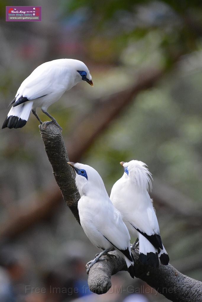 20190303bird-hk-parkDSC_2920.JPG