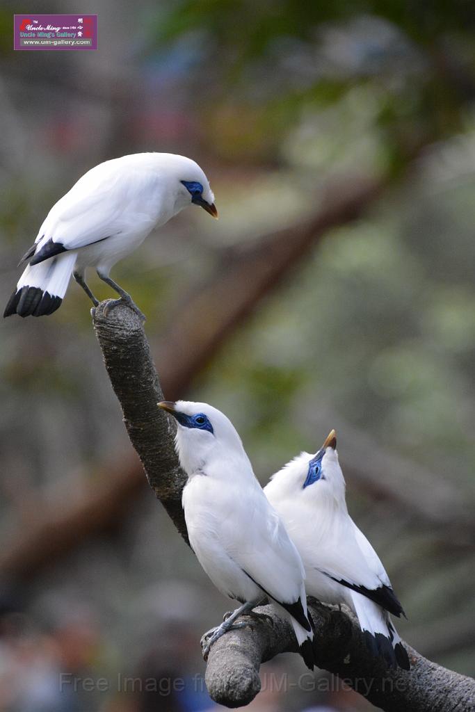 20190303bird-hk-parkDSC_2921.JPG