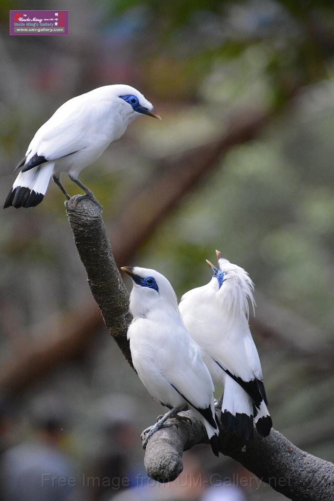 20190303bird-hk-parkDSC_2922.JPG