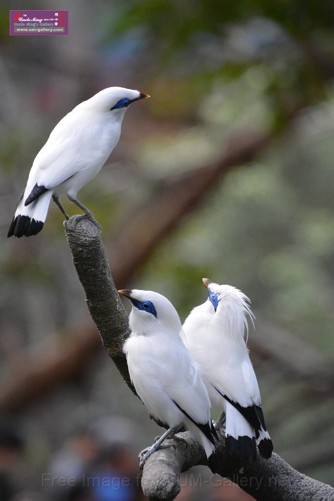 20190303bird-hk-parkDSC_2924.JPG