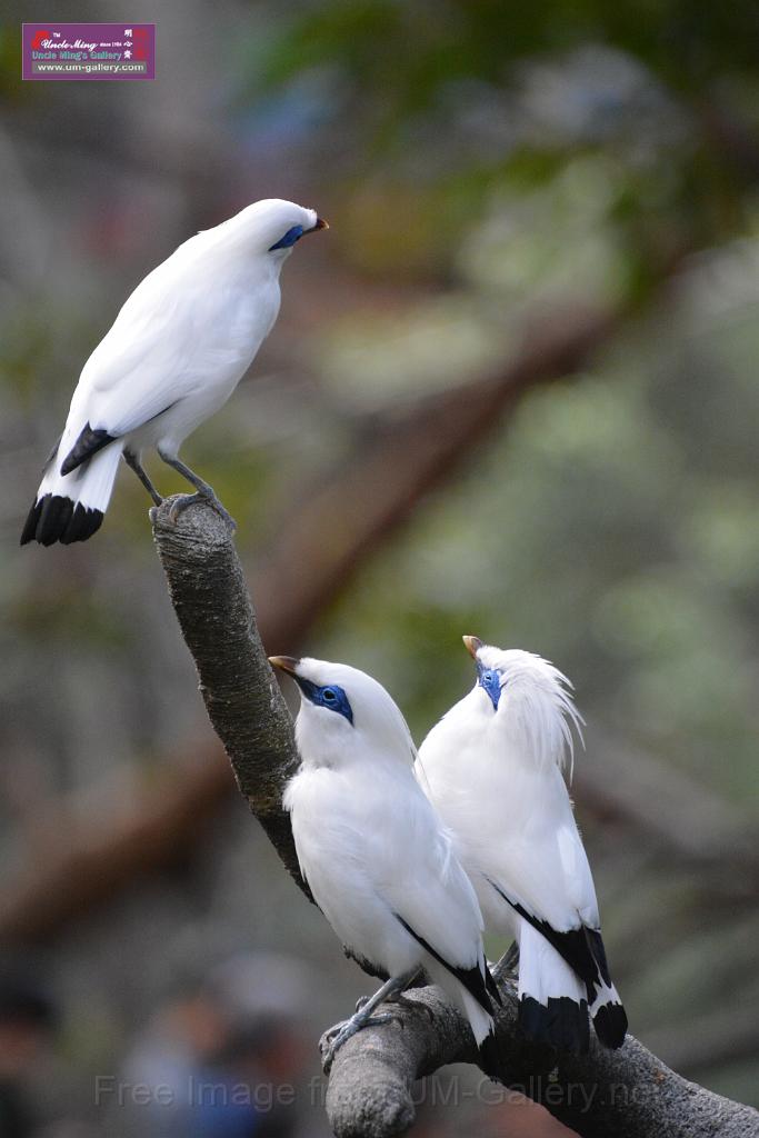 20190303bird-hk-parkDSC_2925.JPG