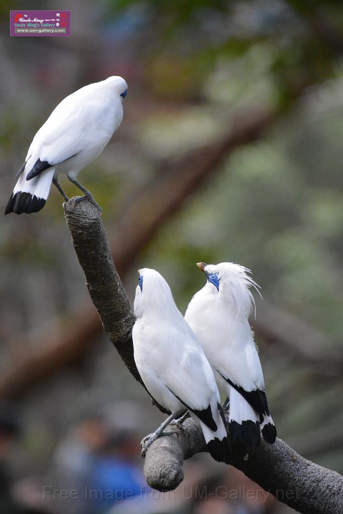 20190303bird-hk-parkDSC_2926.JPG