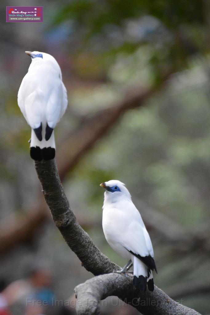 20190303bird-hk-parkDSC_2927.JPG