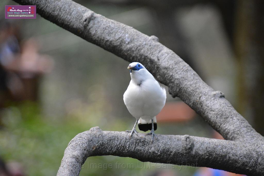 20190303bird-hk-parkDSC_2928.JPG