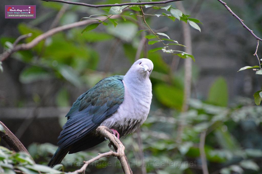 20190303bird-hk-parkDSC_2933.JPG