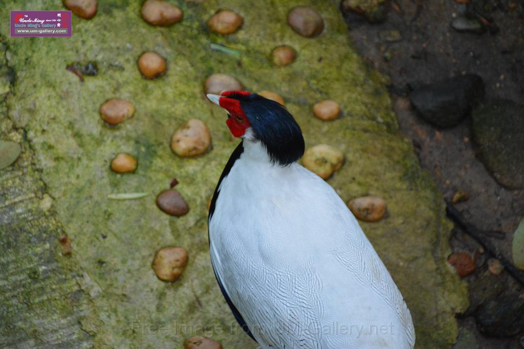 20190303bird-hk-parkDSC_2957.JPG