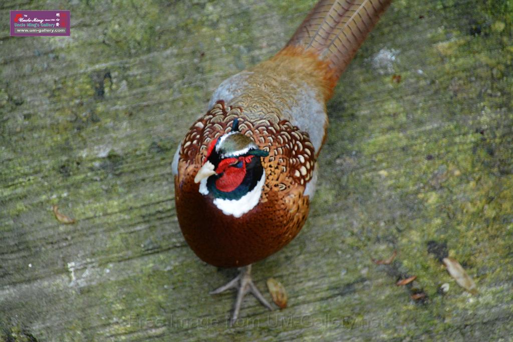 20190303bird-hk-parkDSC_2958.JPG