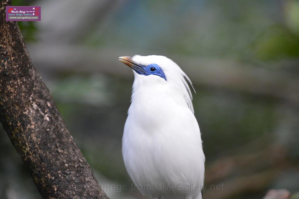 20190303bird-hk-parkDSC_2964.JPG