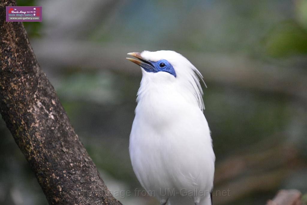 20190303bird-hk-parkDSC_2965.JPG