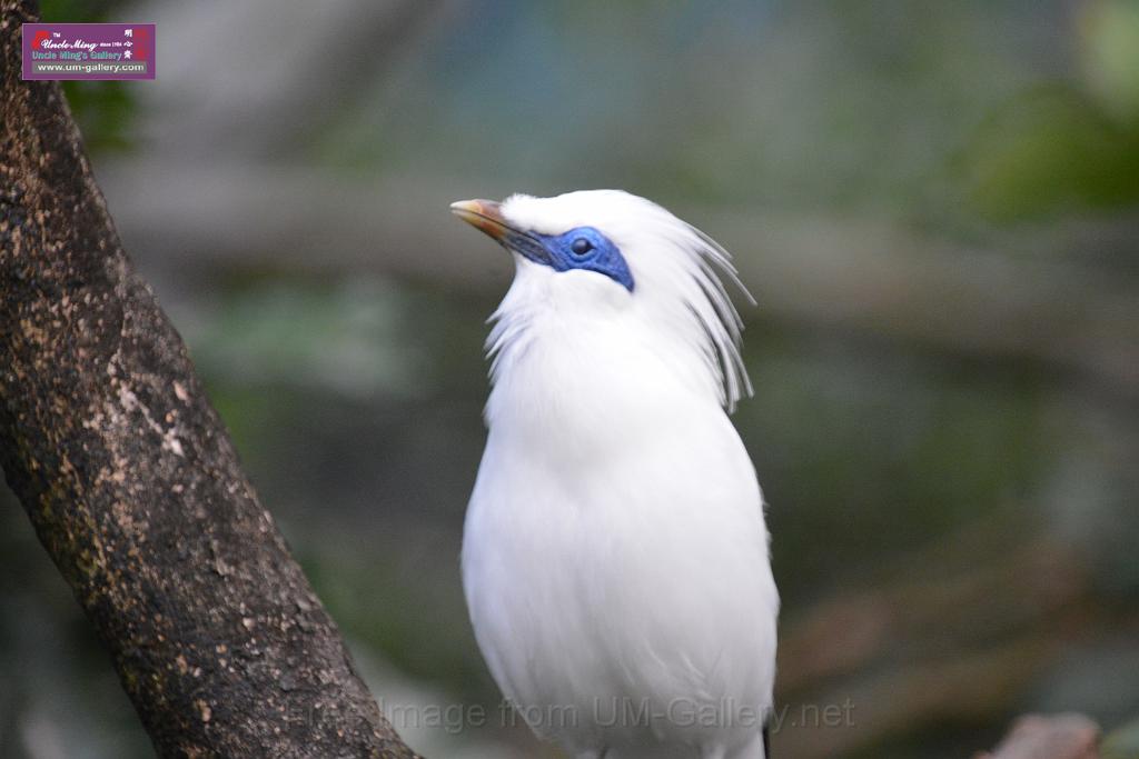 20190303bird-hk-parkDSC_2966.JPG