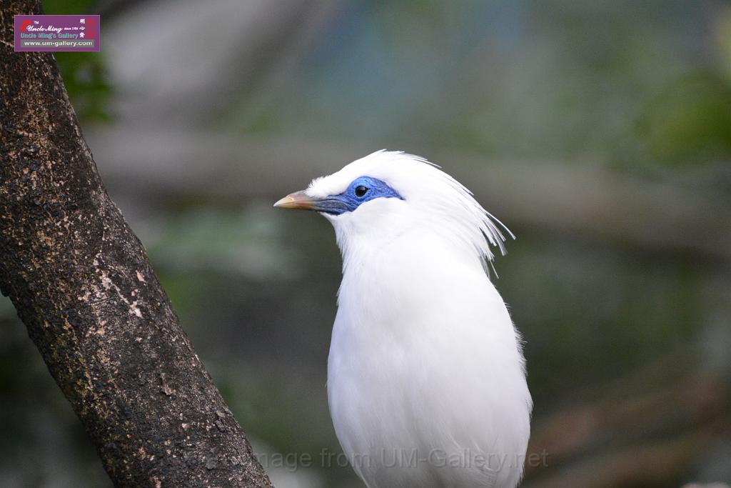 20190303bird-hk-parkDSC_2968.JPG