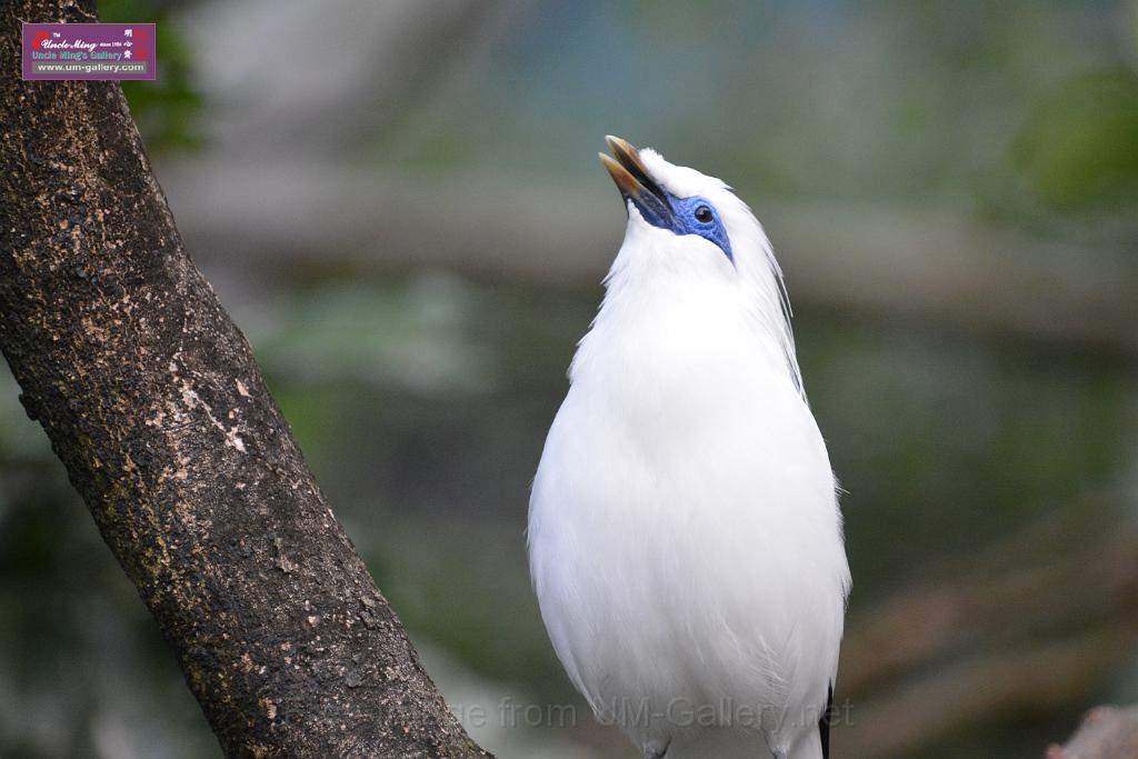 20190303bird-hk-parkDSC_2970.JPG