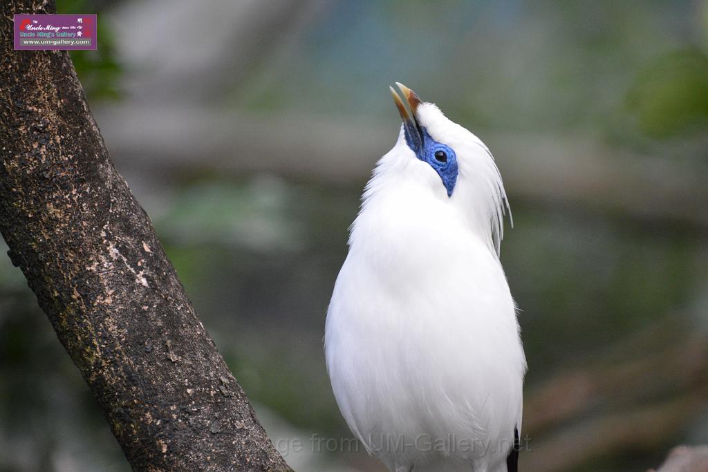 20190303bird-hk-parkDSC_2971.JPG