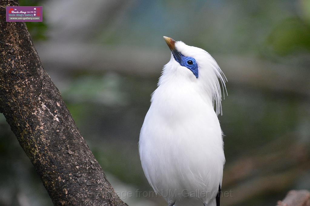 20190303bird-hk-parkDSC_2972.JPG