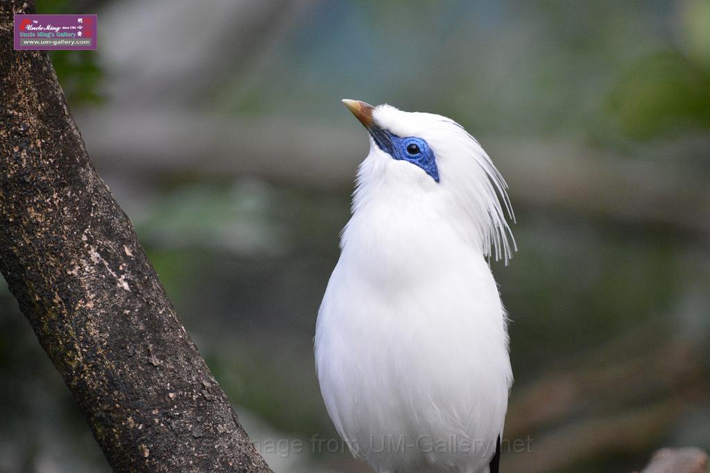 20190303bird-hk-parkDSC_2973.JPG