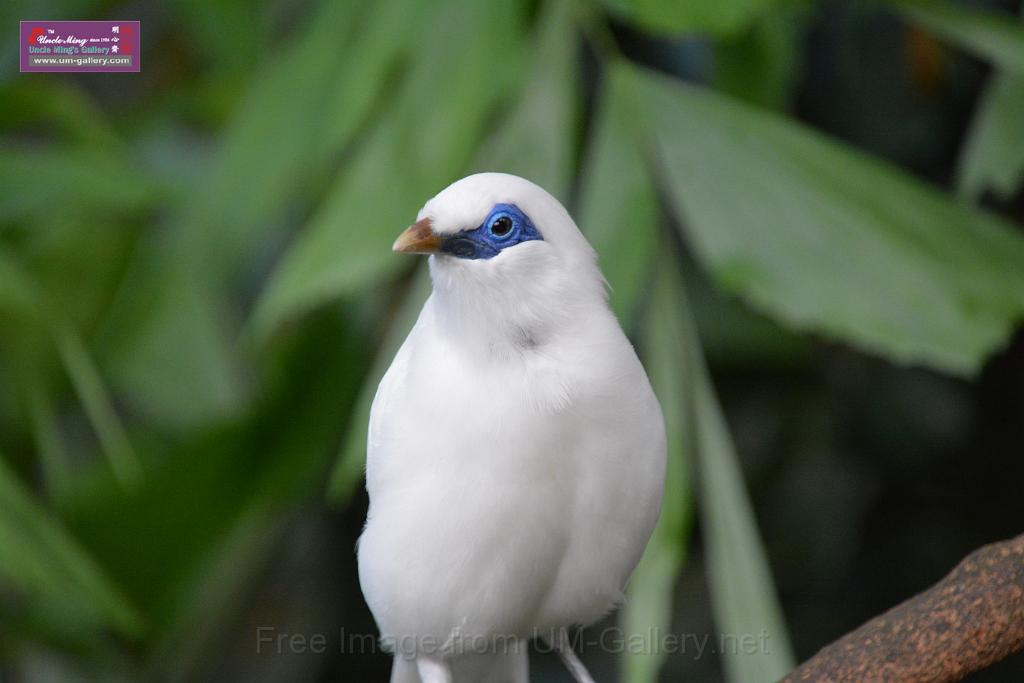 20190303bird-hk-parkDSC_2983.JPG