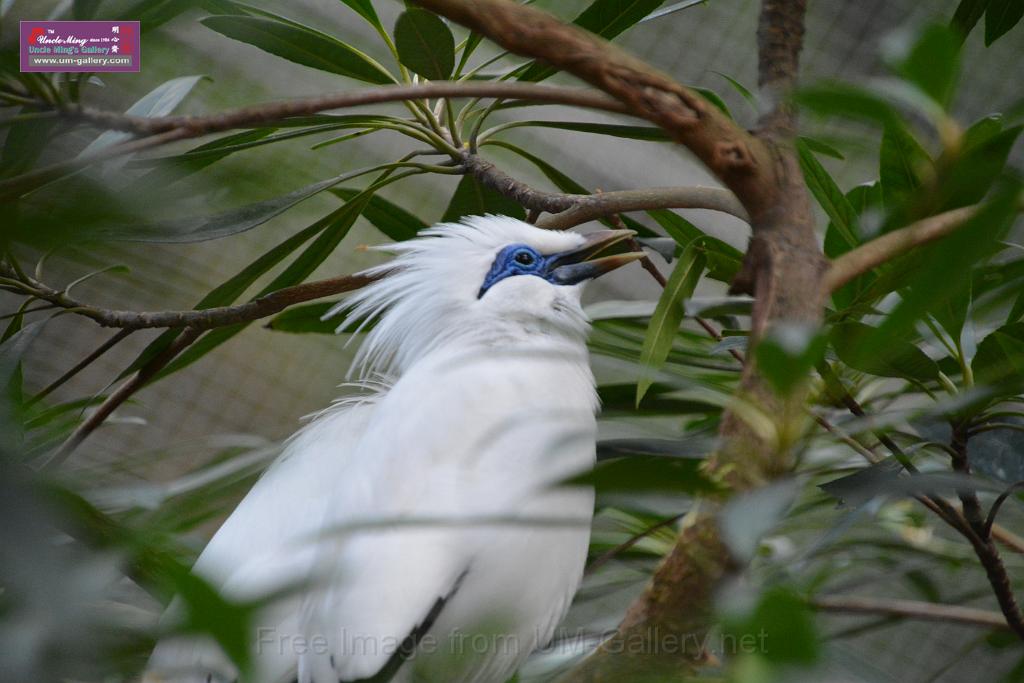 20190303bird-hk-parkDSC_3007.JPG