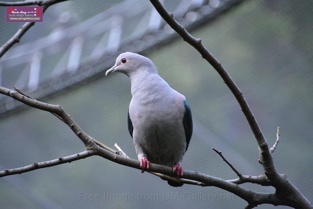 20190303bird-hk-parkDSC_3013.JPG