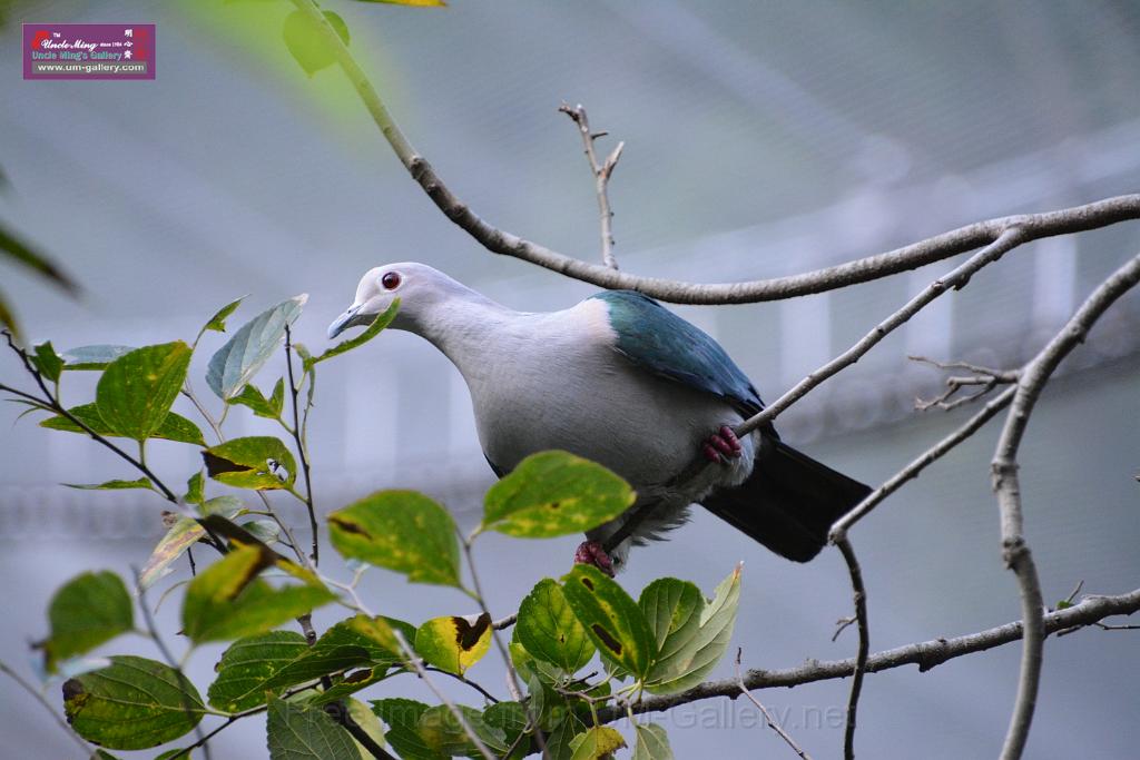 20190303bird-hk-parkDSC_3014.JPG