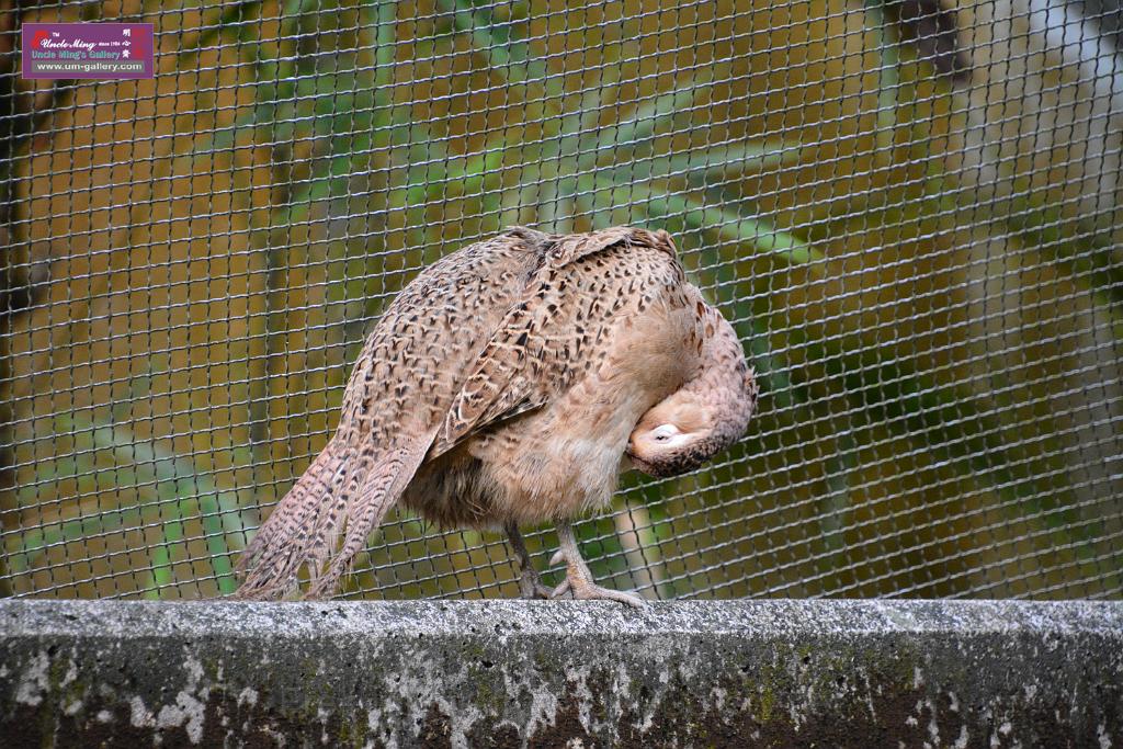 20190303bird-hk-parkDSC_3015.JPG