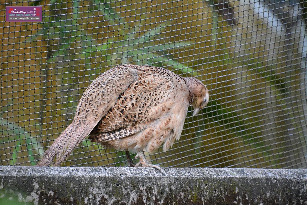 20190303bird-hk-parkDSC_3017.JPG