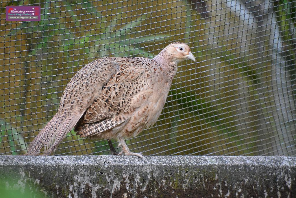 20190303bird-hk-parkDSC_3018.JPG