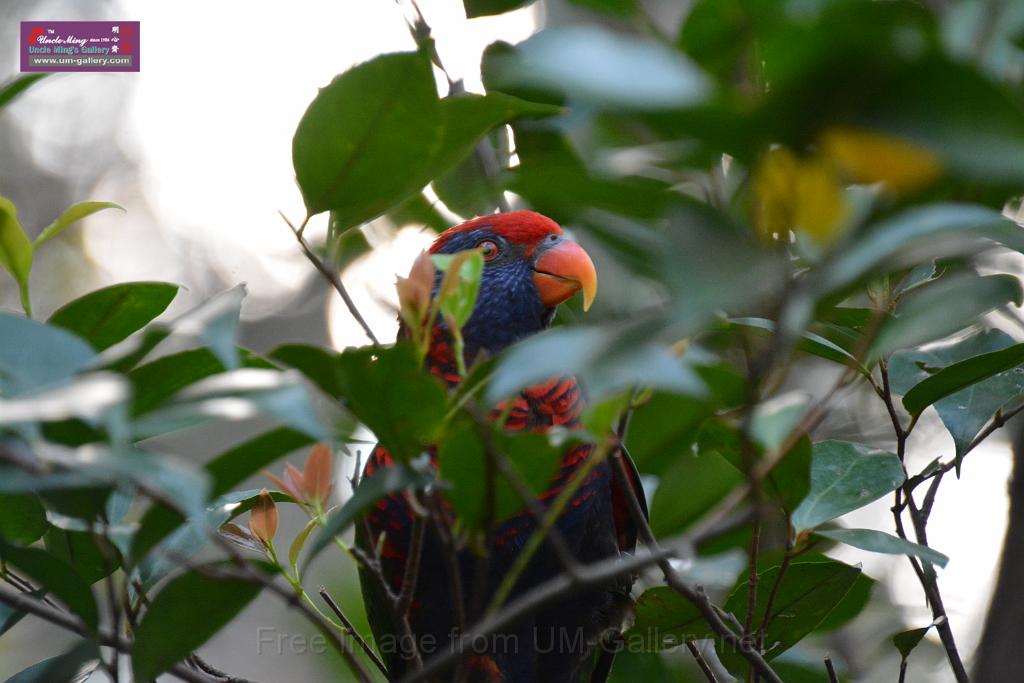 20190303bird-hk-parkDSC_3021.JPG