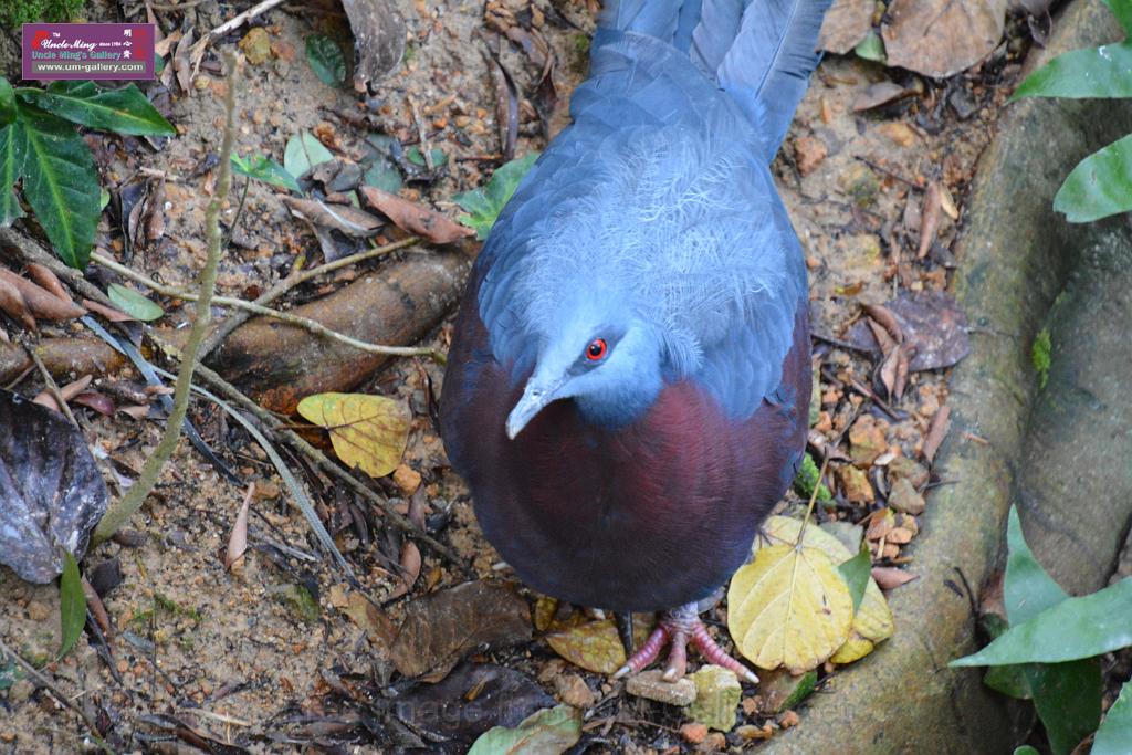 20190303bird-hk-parkDSC_3031.JPG