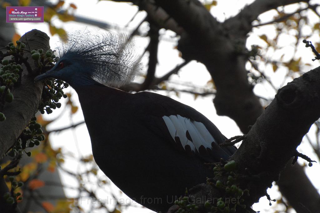 20190303bird-hk-parkDSC_3042.JPG