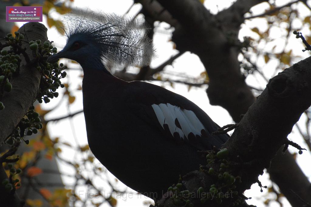 20190303bird-hk-parkDSC_3043.JPG