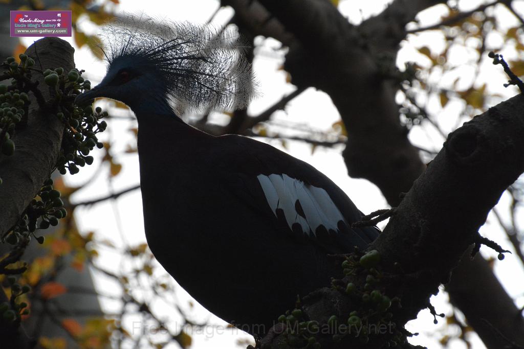 20190303bird-hk-parkDSC_3044.JPG