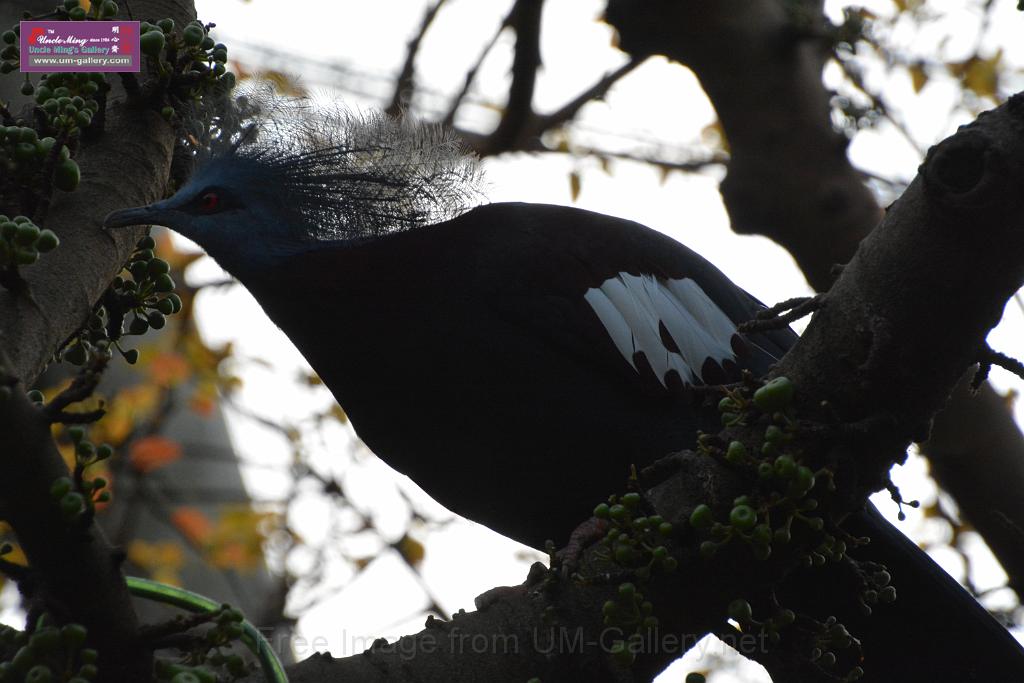 20190303bird-hk-parkDSC_3047.JPG