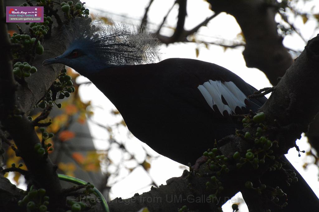 20190303bird-hk-parkDSC_3048.JPG