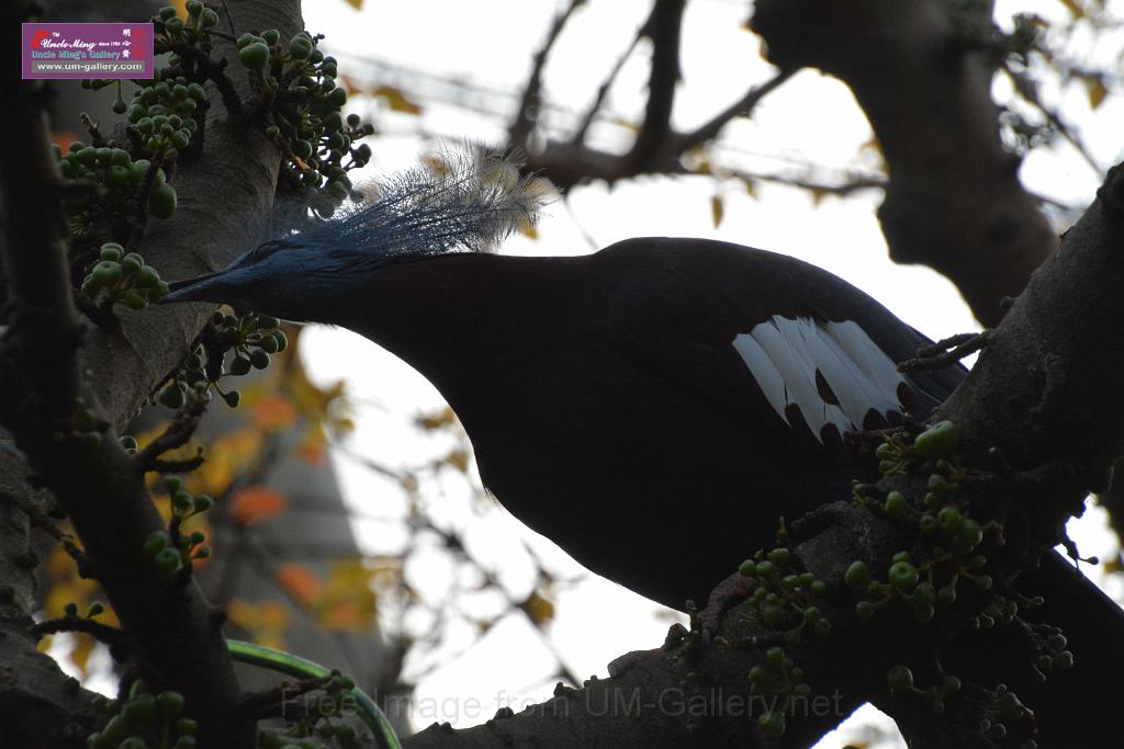 20190303bird-hk-parkDSC_3049.JPG